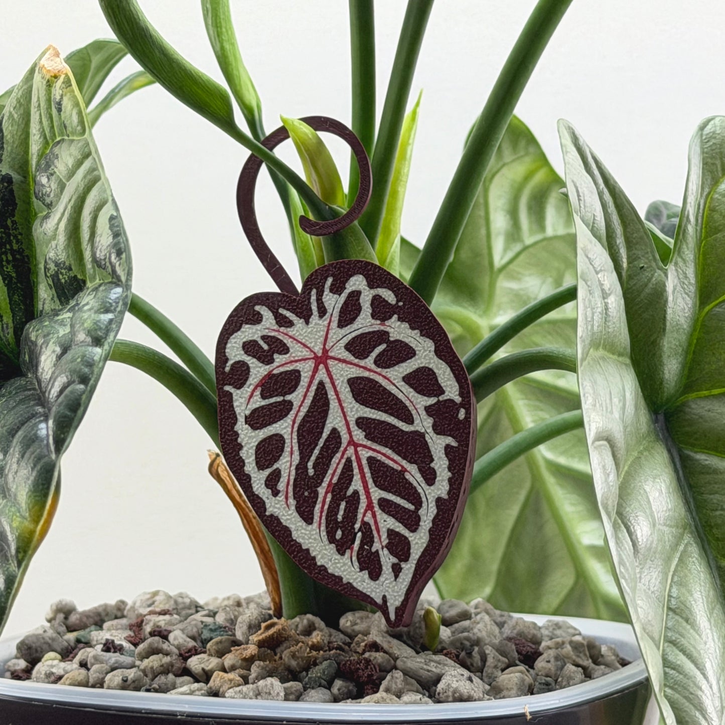 Red Anthurium