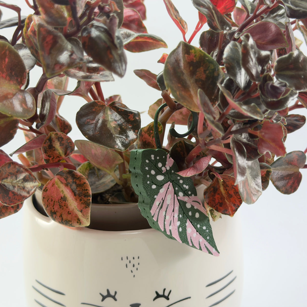 Begonia Maculata Pink