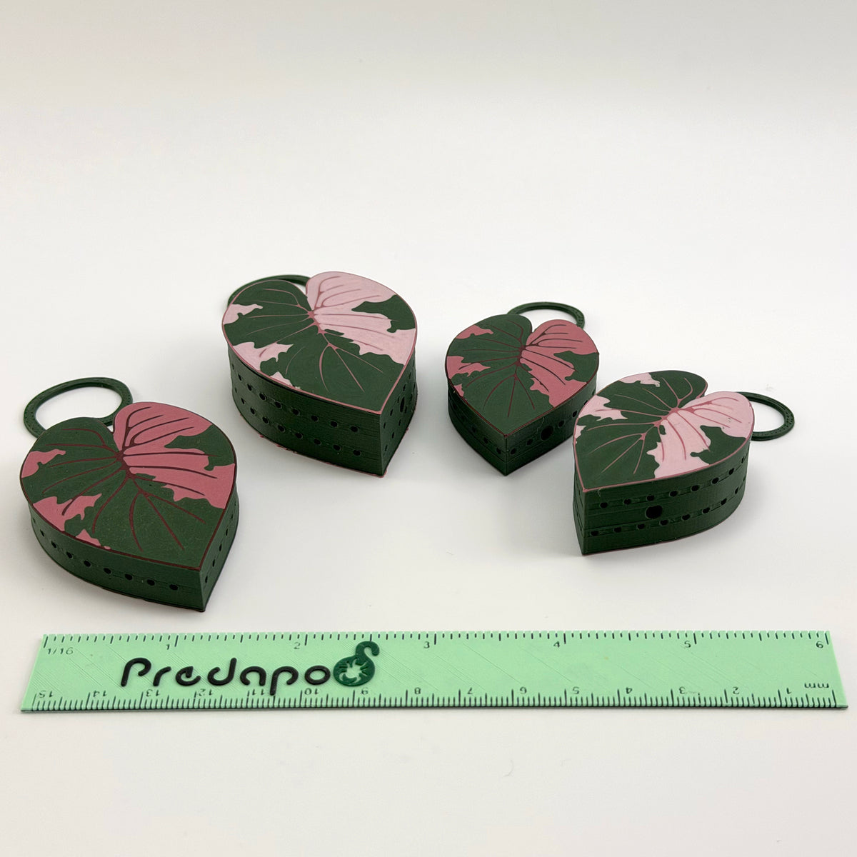 Pink Alocasia bundle of 6