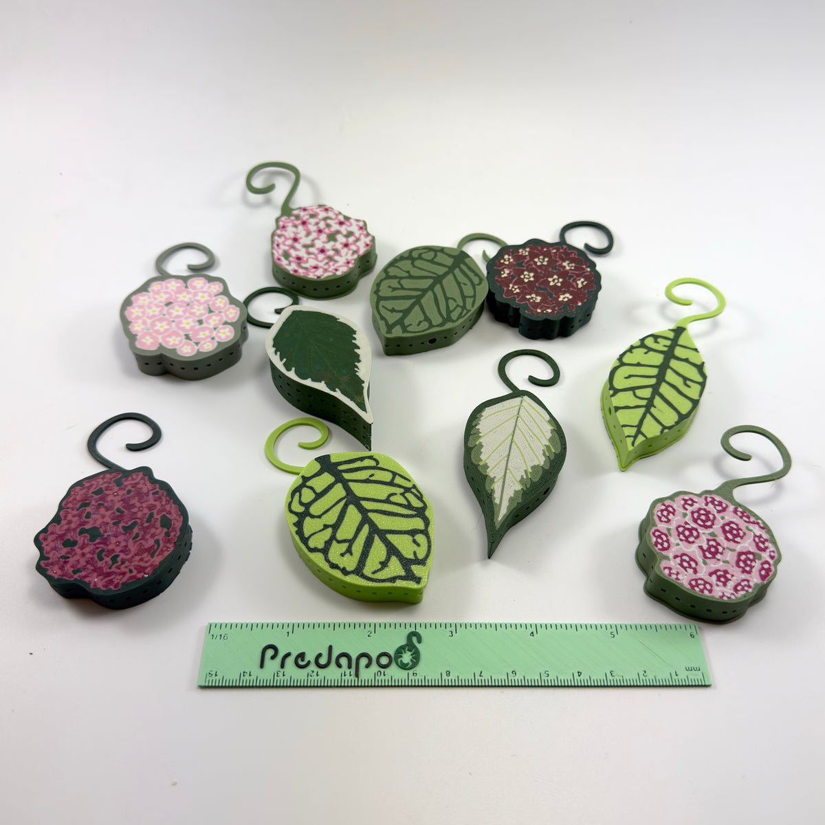 Hoya