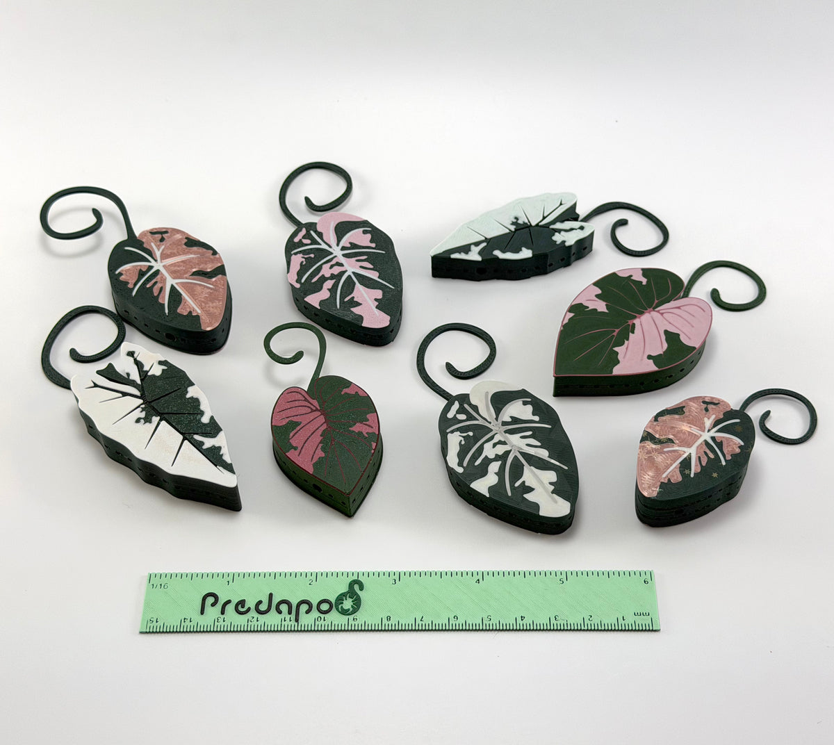 Alocasia bundle of 5