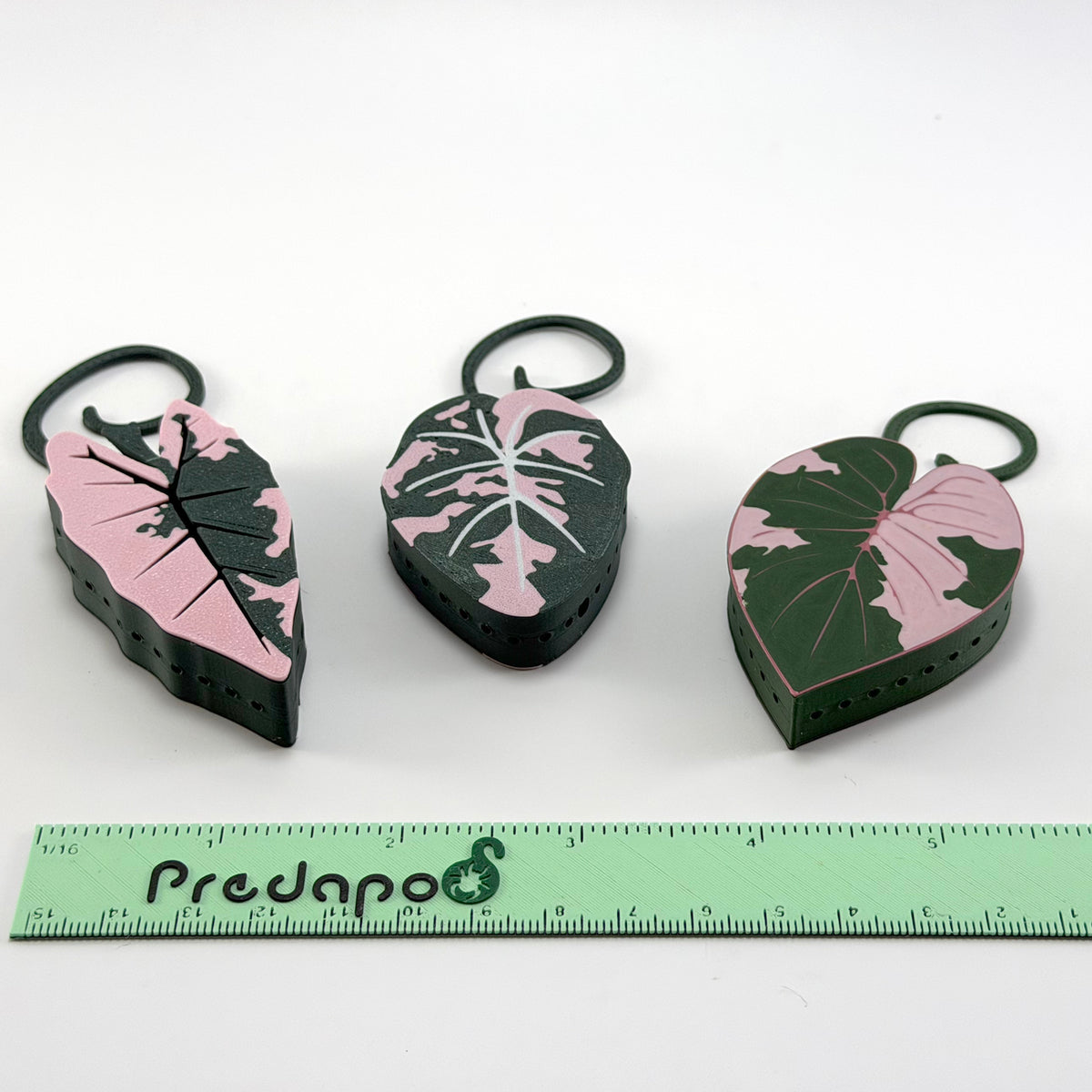 Pink Alocasia bundle of 6