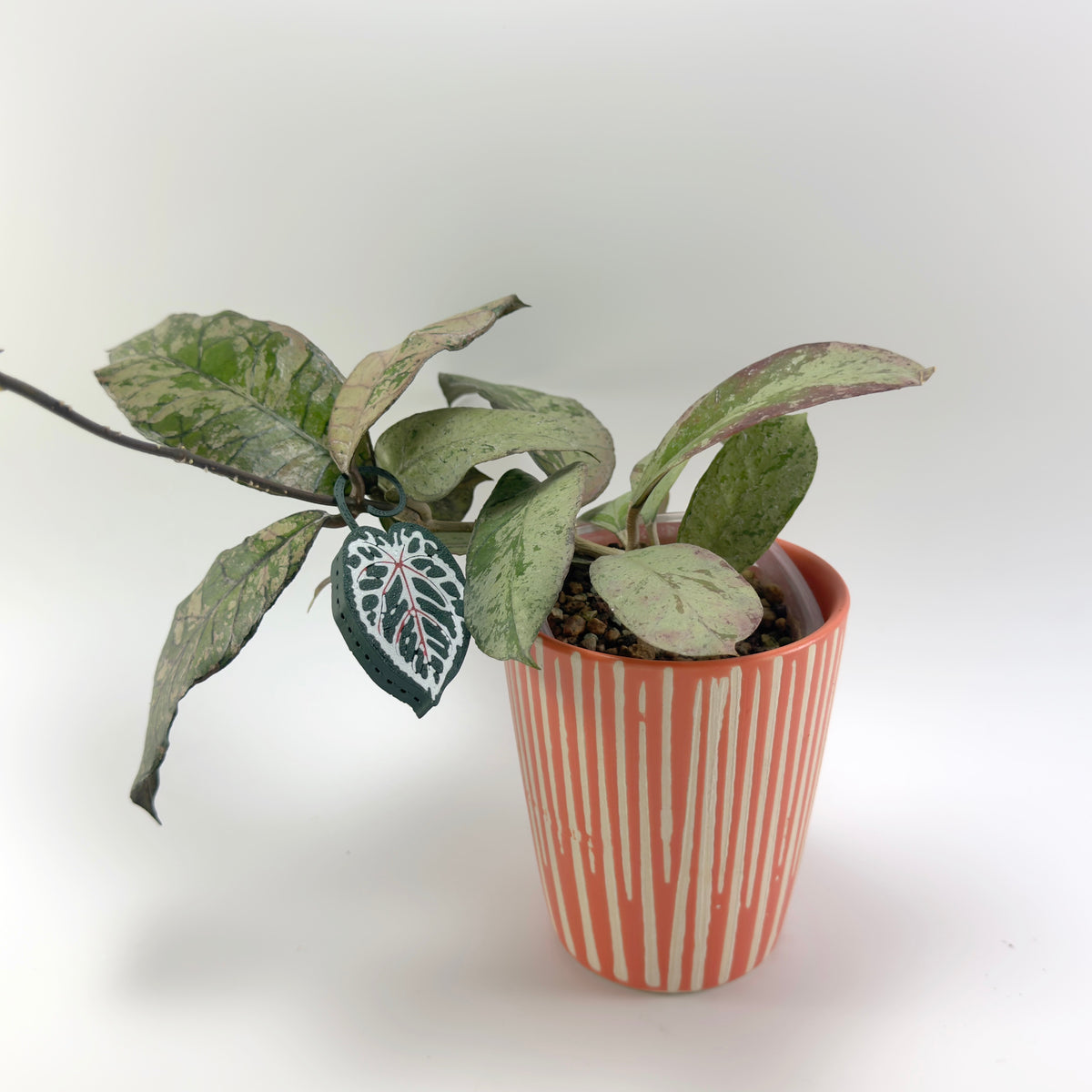 Green Anthurium Double Sided