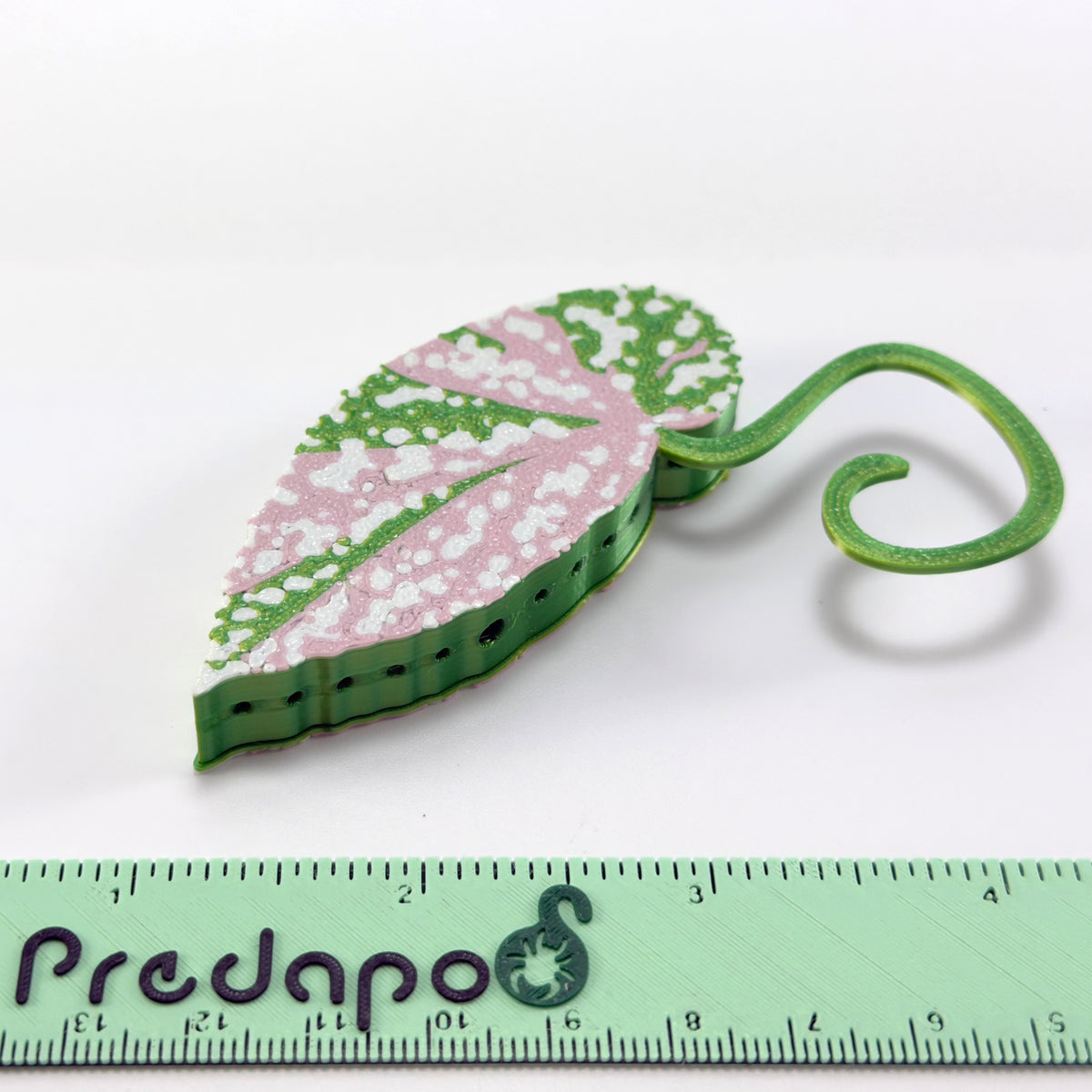 Begonia Snow Capped Variegated Double Sided