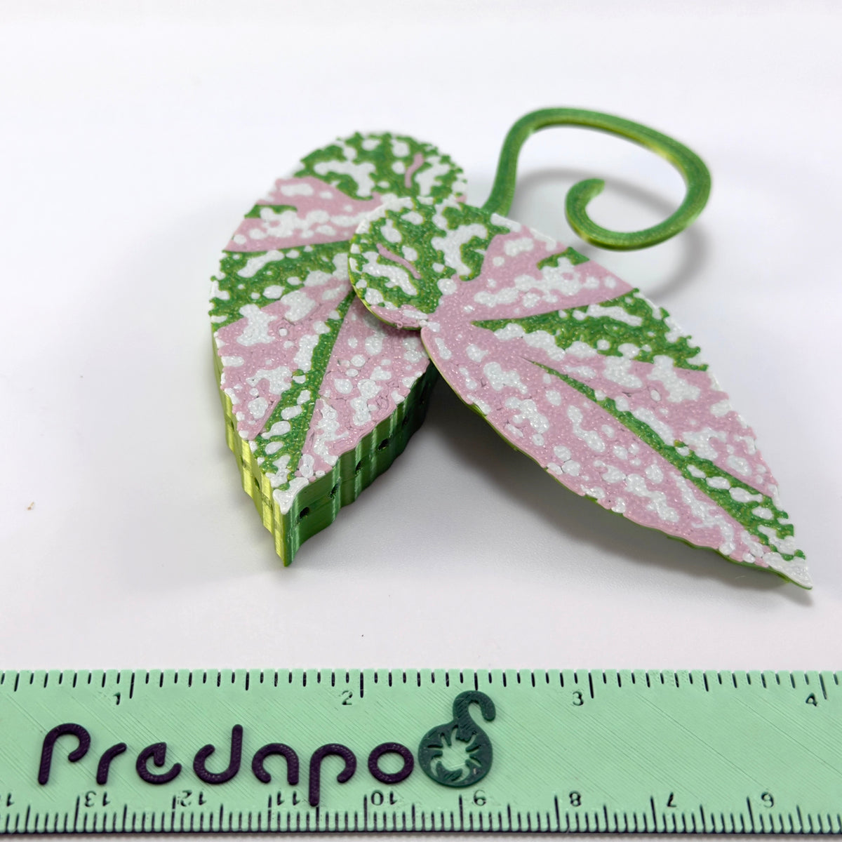 Begonia Snow Capped Variegated Double Sided