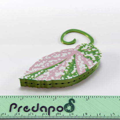 Begonia Snow Capped Variegated Double Sided