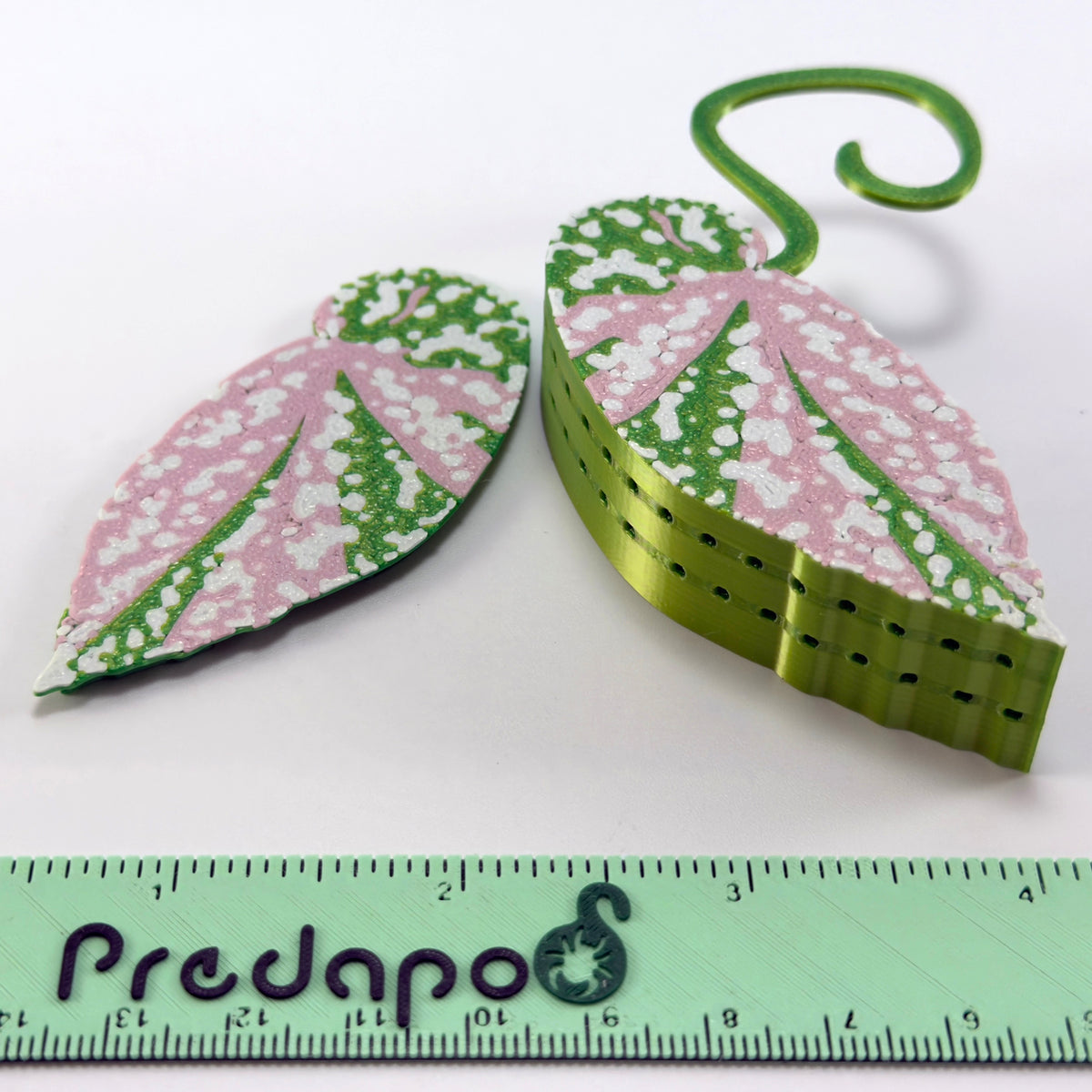 Begonia Snow Capped Variegated Double Sided