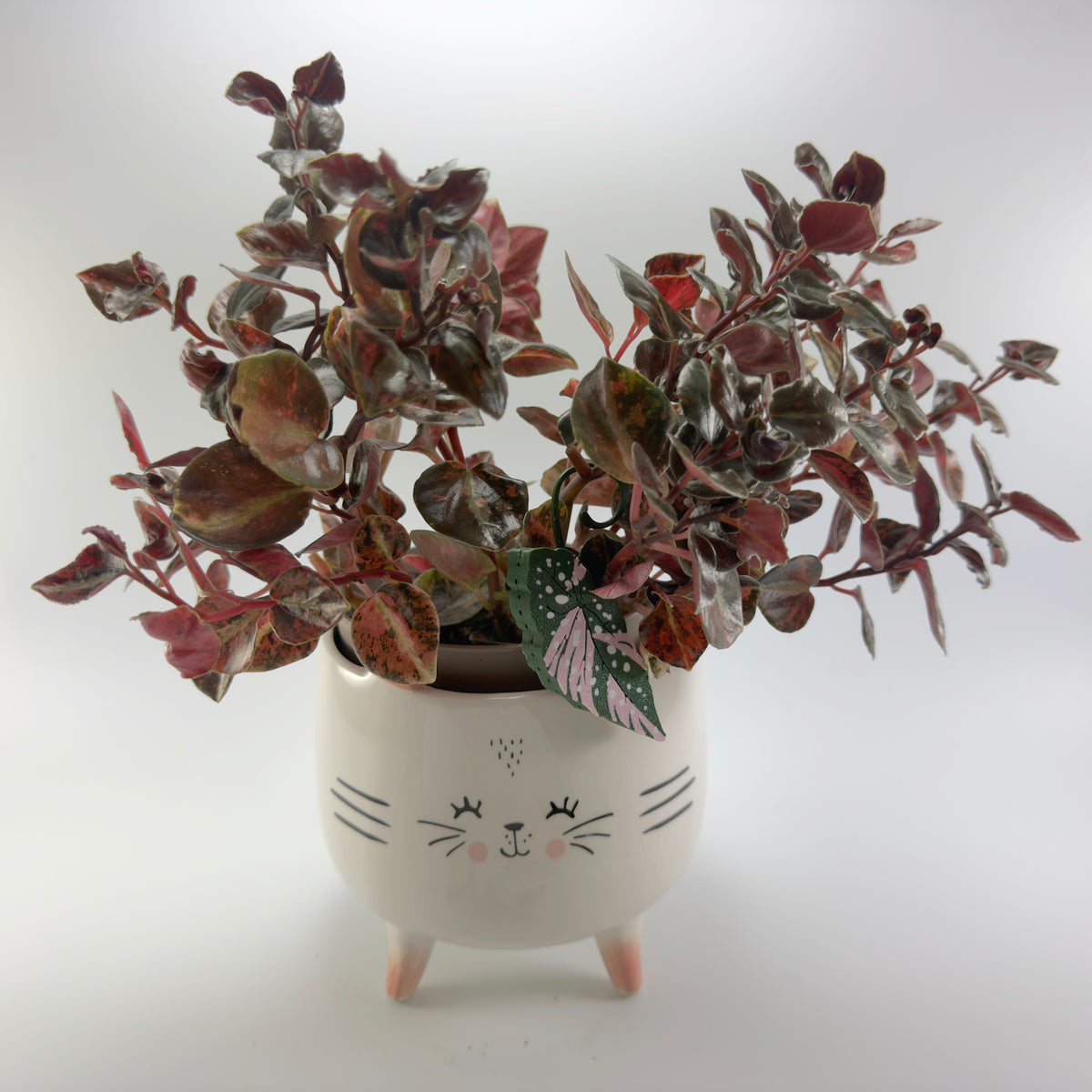 Begonia Maculata Pink Double Sided