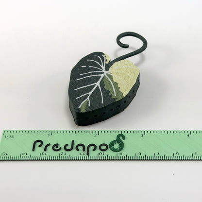 Gloriosum Double Sided