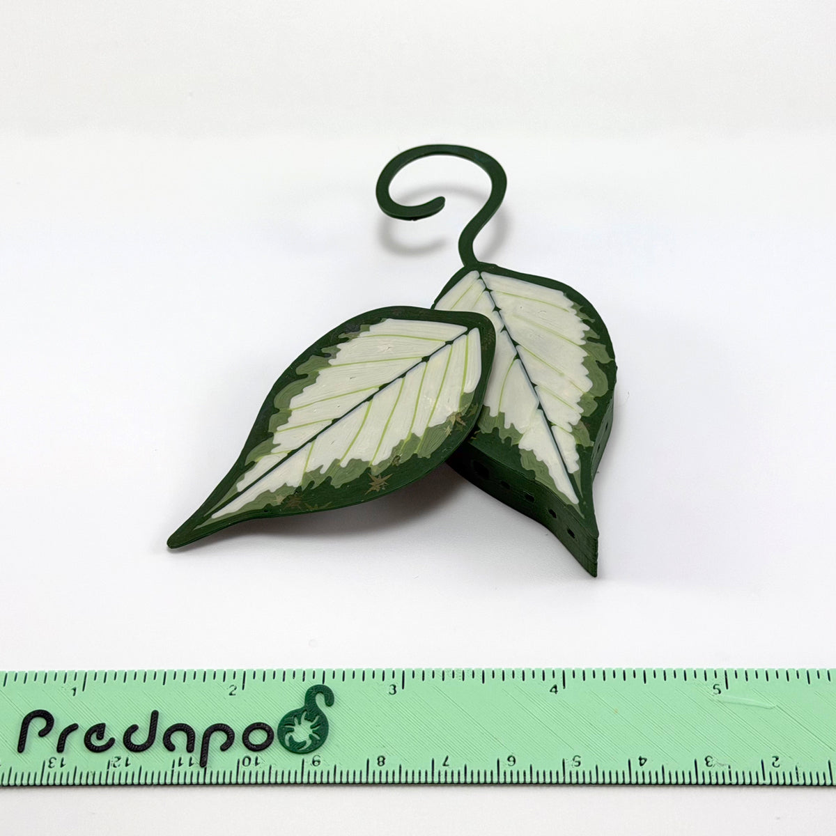 Hoya Polyneura Inner Variegated Predapod