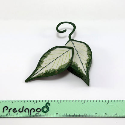 Hoya Polyneura Inner Variegated Predapod