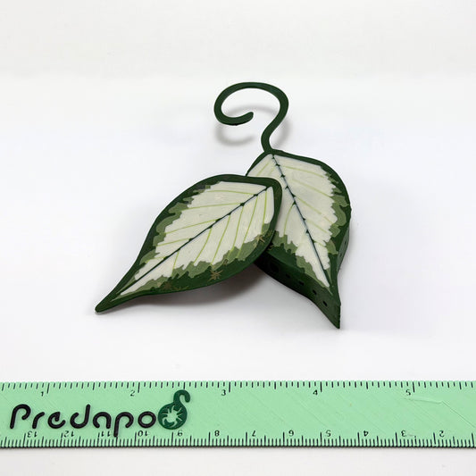 Hoya Polyneura Inner Variegated