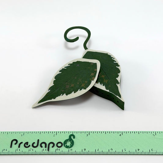 Hoya Polyneura Outer Variegated