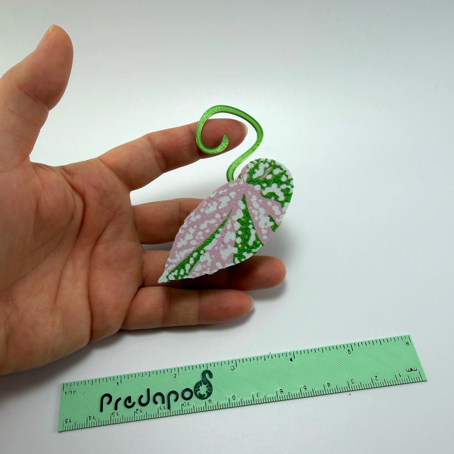 Begonia Snow Capped Variegated Basic