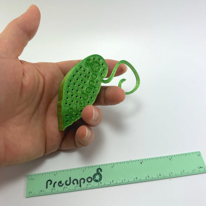 Begonia Snow Capped Variegated Basic