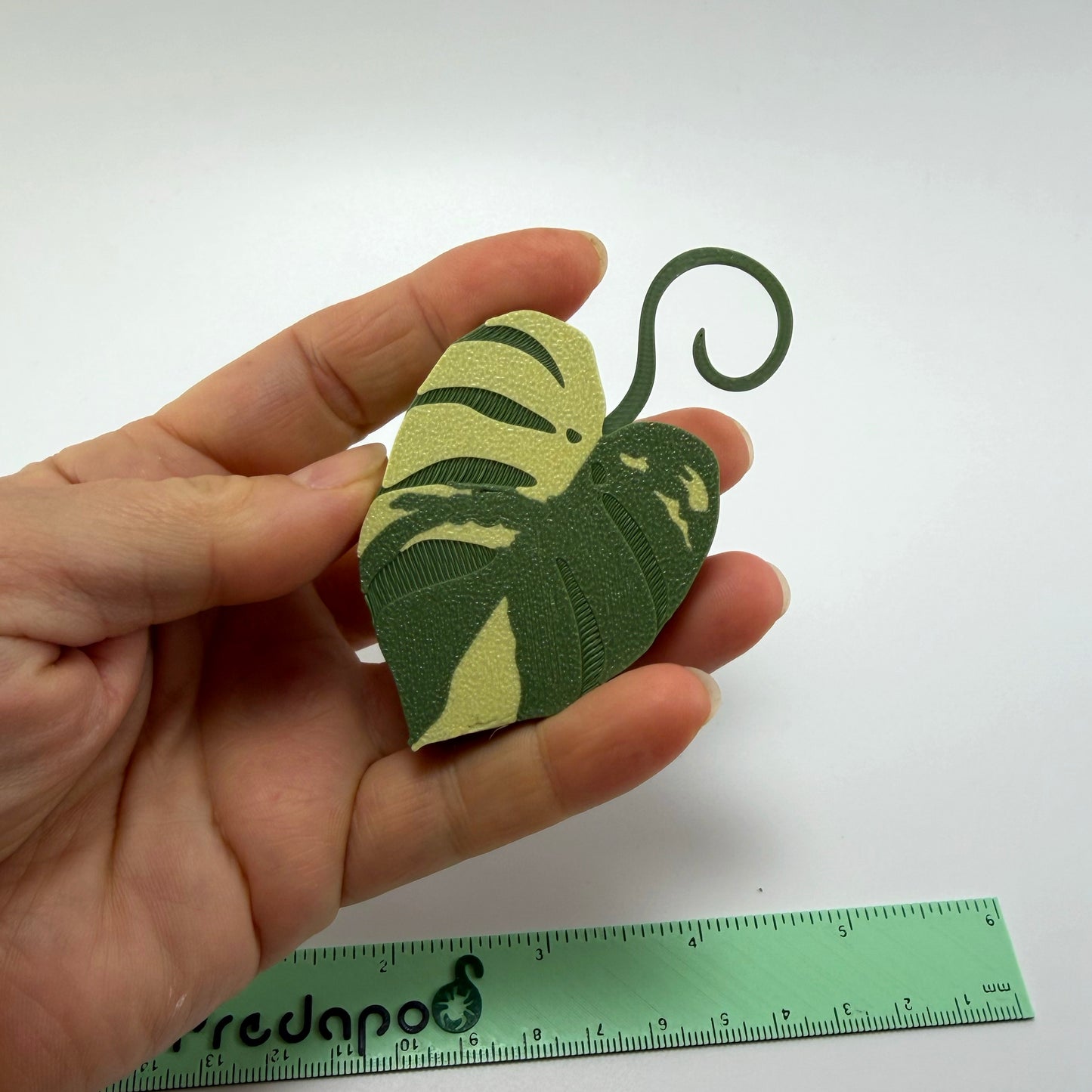 Monstera Aurea Double Sided