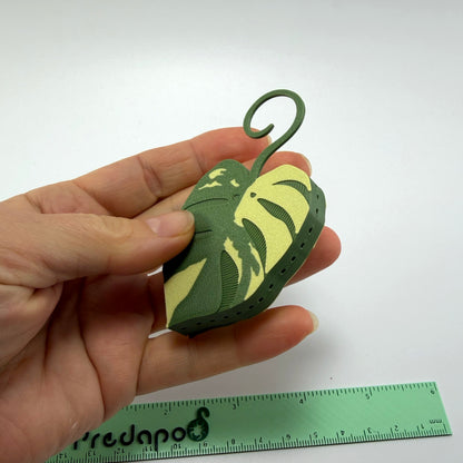 Monstera Aurea Double Sided