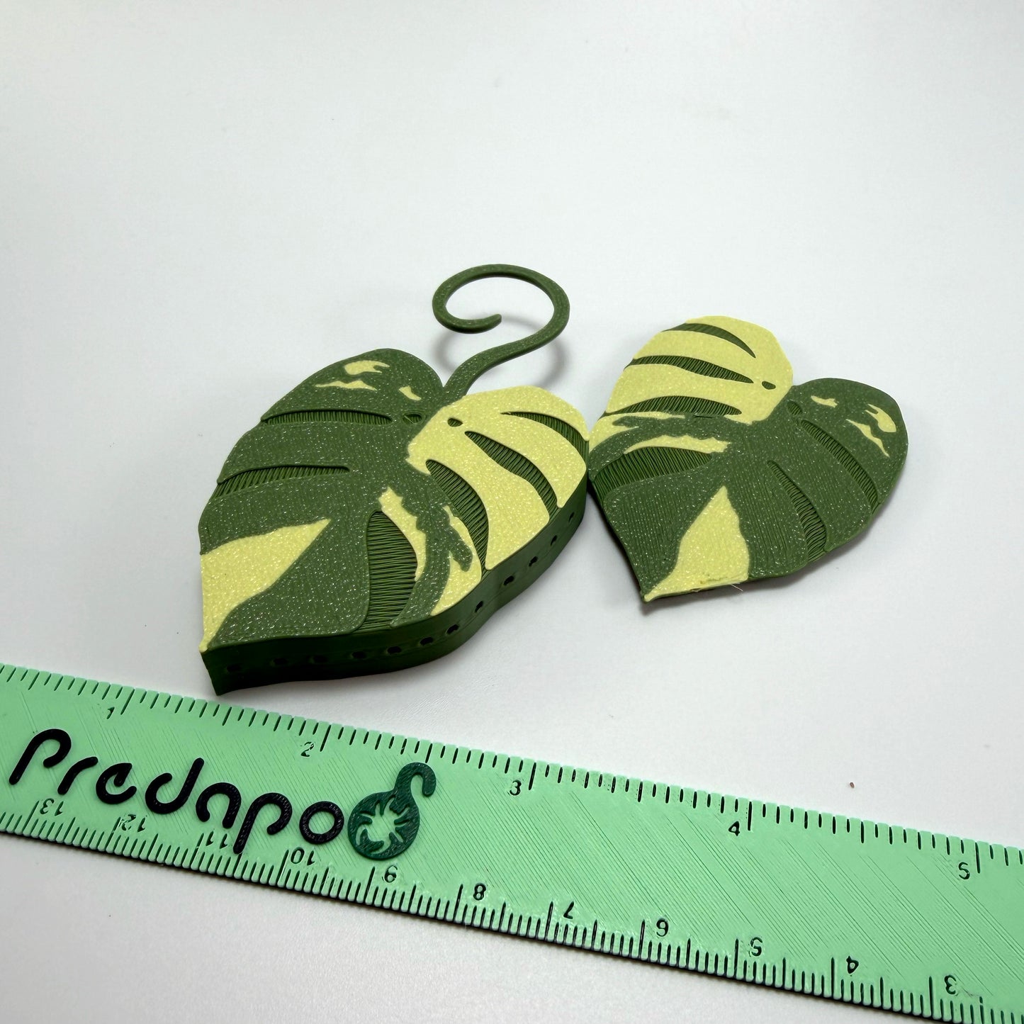Monstera Aurea Double Sided