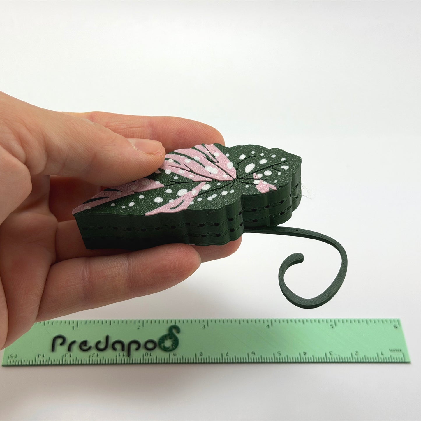 Begonia Maculata Pink Double Sided