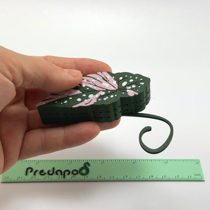 Begonia Maculata Pink Double Sided