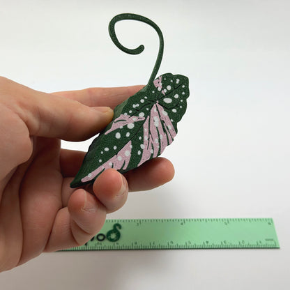 Begonia Maculata Pink Double Sided