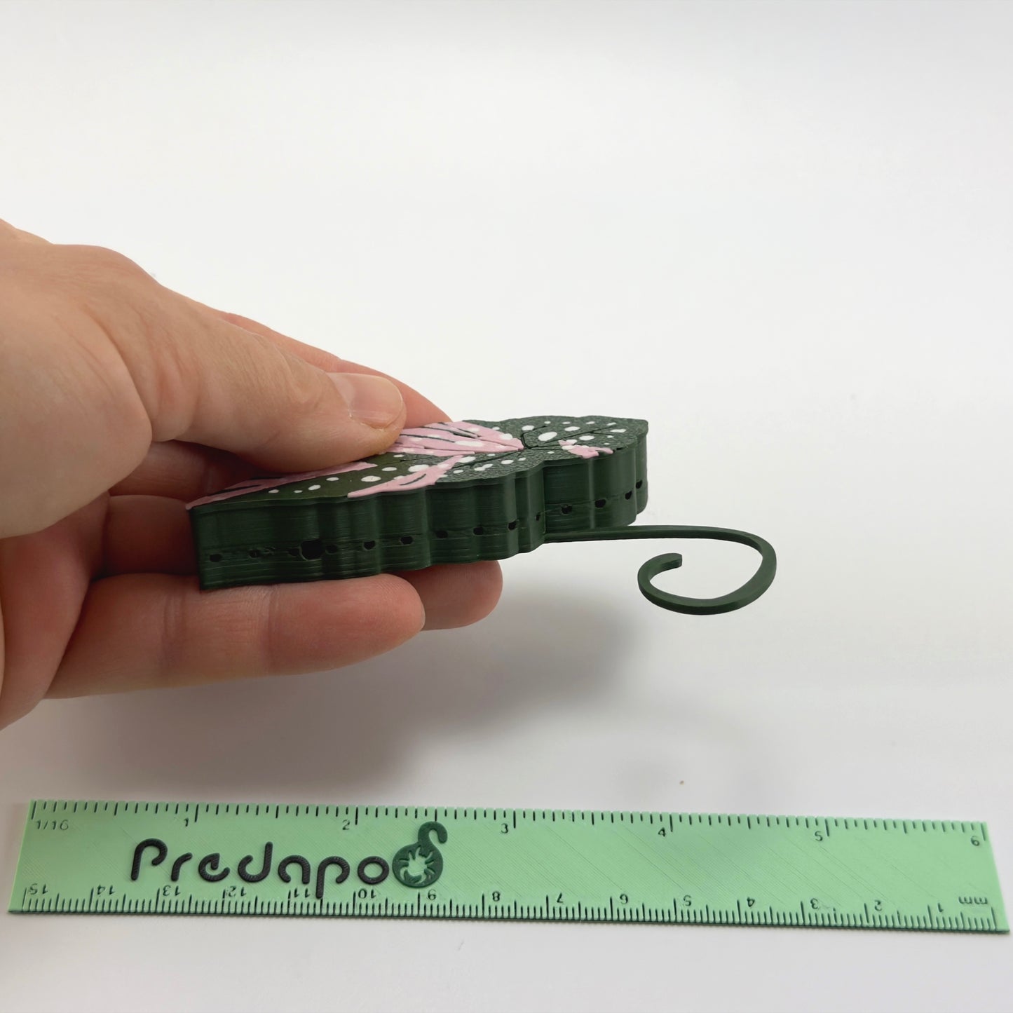 Begonia Maculata Pink