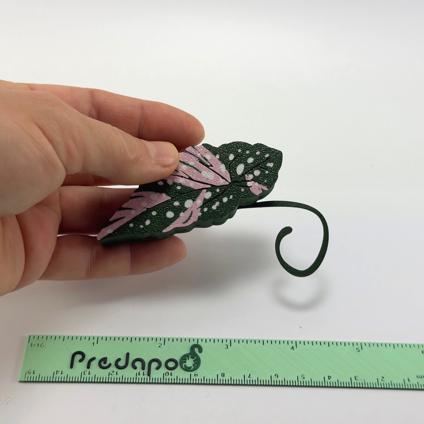 Begonia Maculata Pink