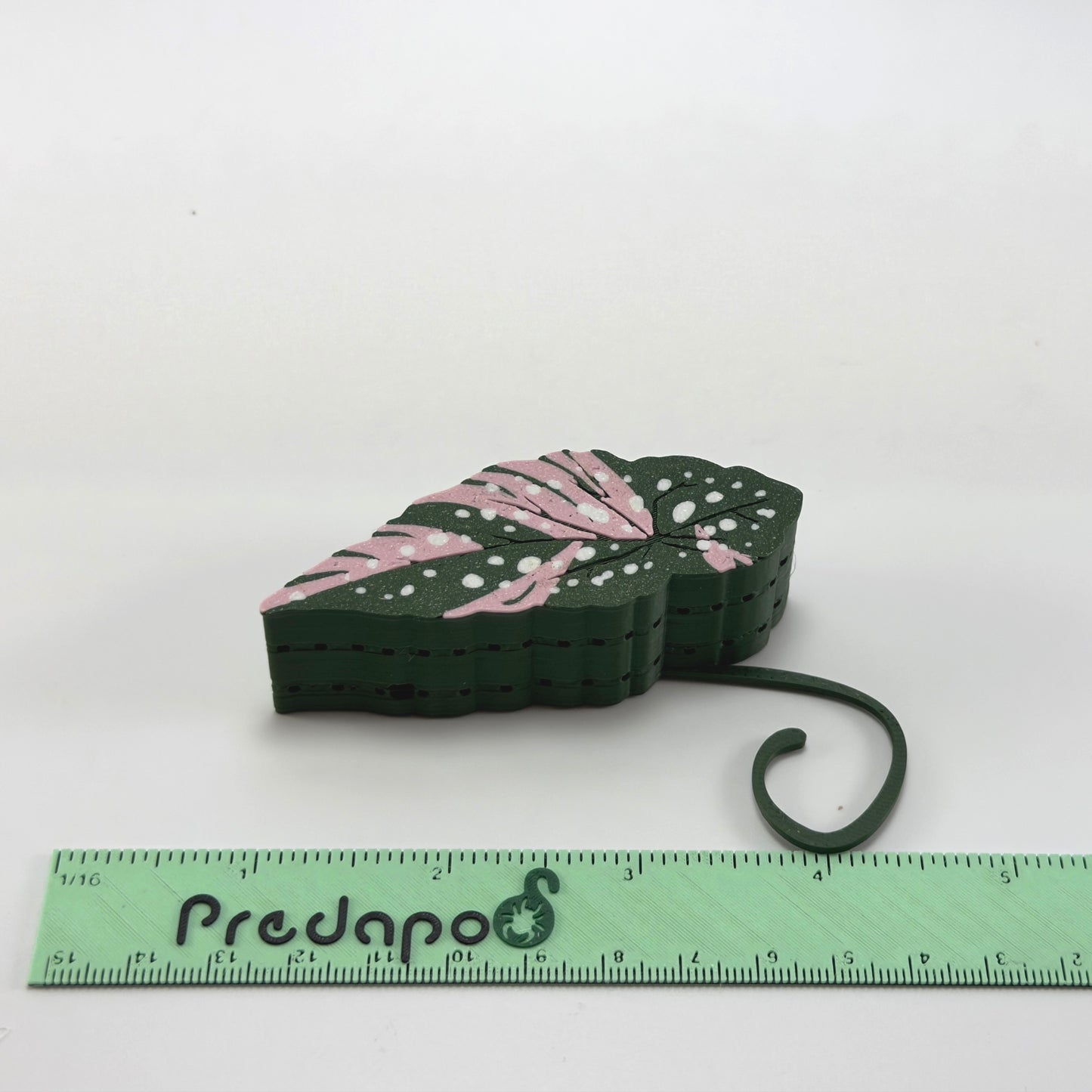 Begonia Maculata Pink