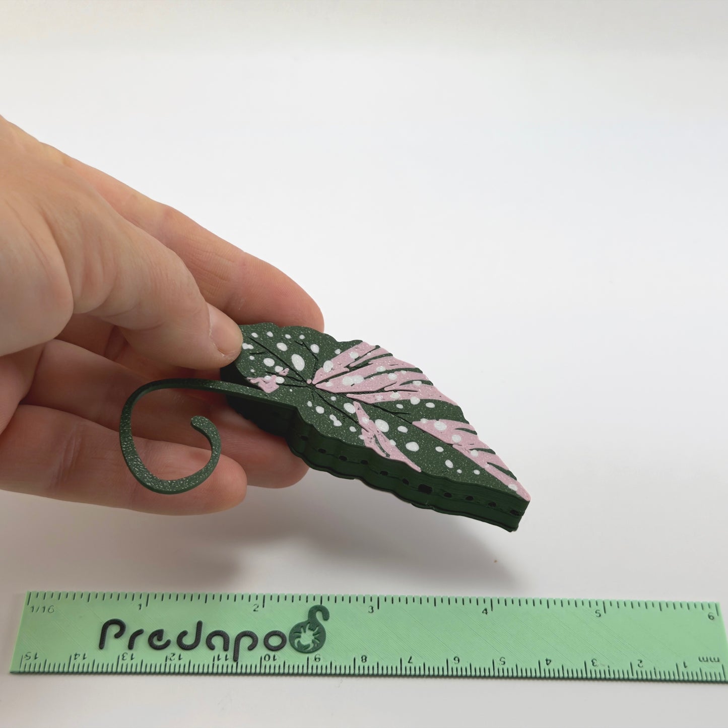 Begonia Maculata Pink Double Sided