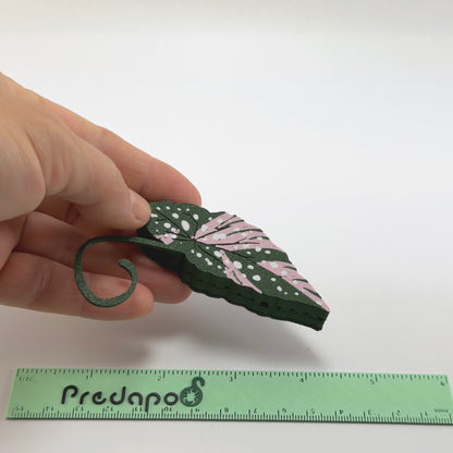 Begonia Maculata Pink Double Sided