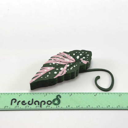 Begonia Maculata Pink Double Sided