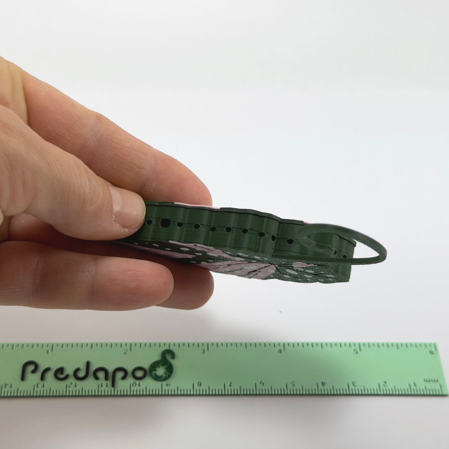 Begonia Maculata Pink Double Sided