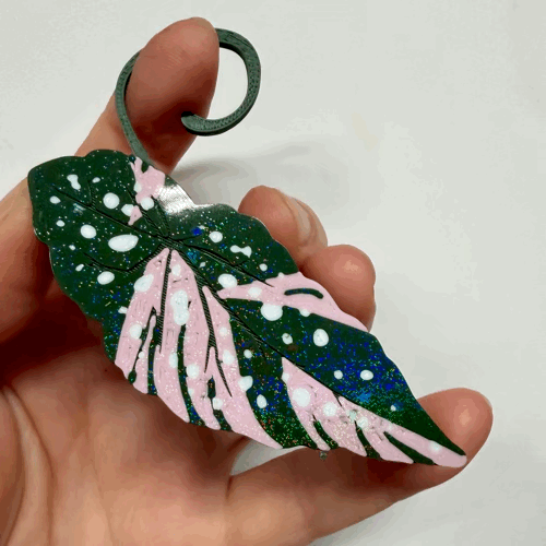 Begonia Maculata Pink Double Sided