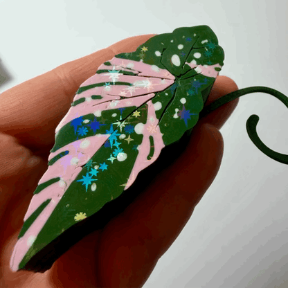 Begonia Maculata Pink Double Sided