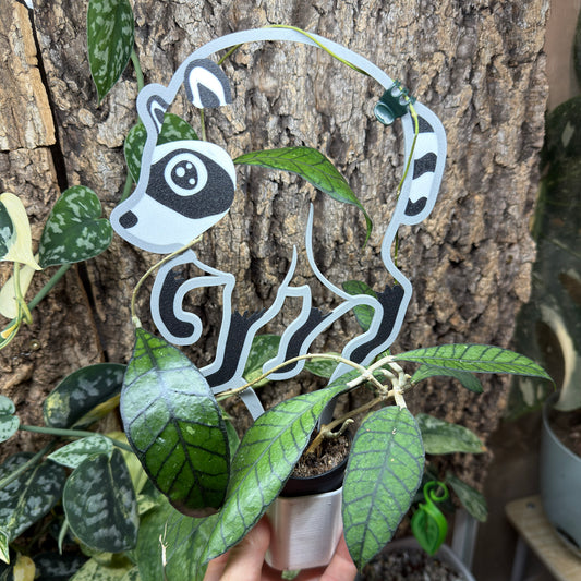 Jimothy Plant Trellis