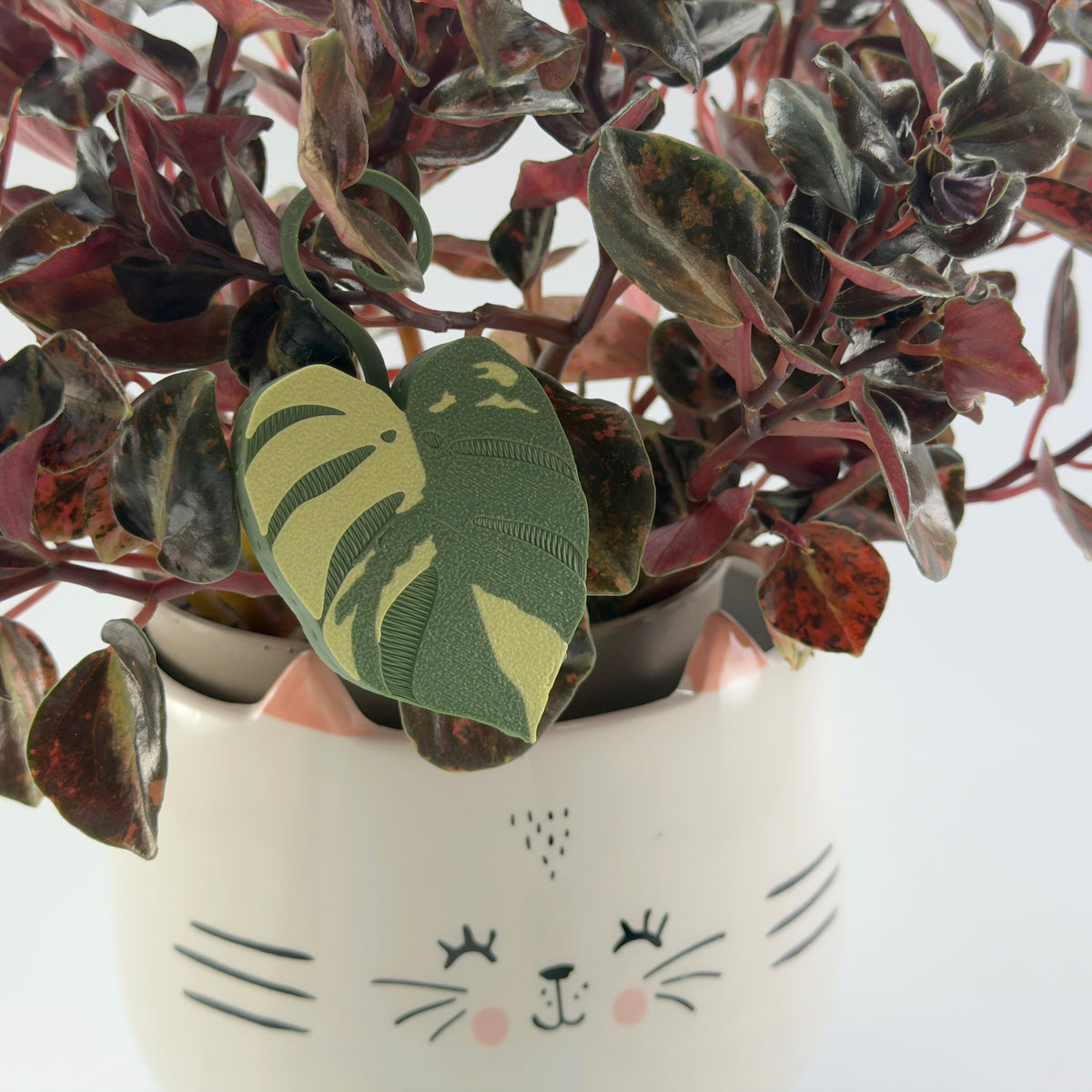 Monstera Aurea Double Sided