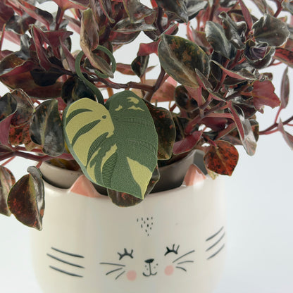 Monstera Aurea Double Sided