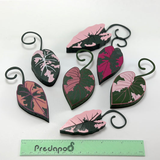 Pink Alocasia bundle of 6