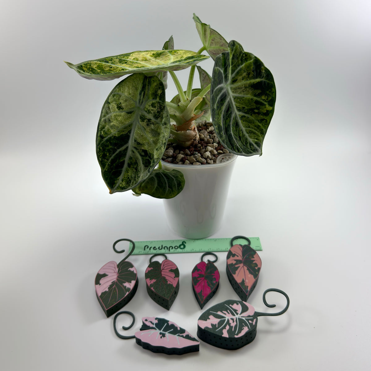 Pink Alocasia bundle of 6