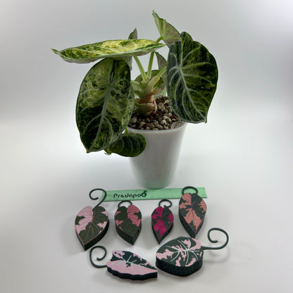 Pink Alocasia bundle of 6