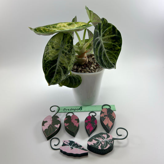 Pink Alocasia bundle of 6