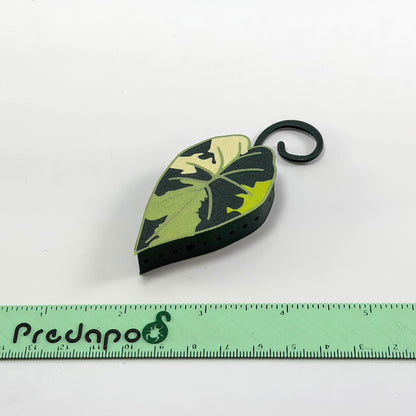 Plumbea Predapod