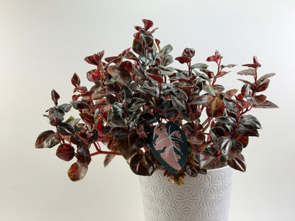 Rose Gold Black Velvet Double sided