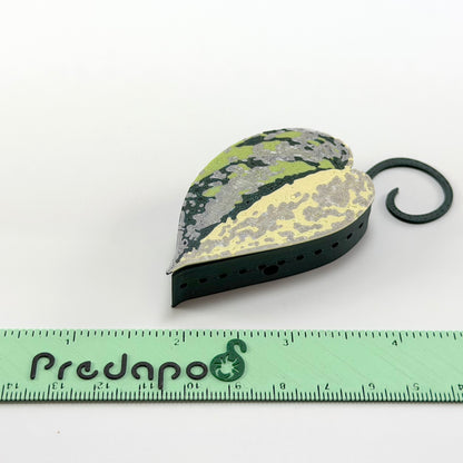 Scindapsus Sentarum Basic