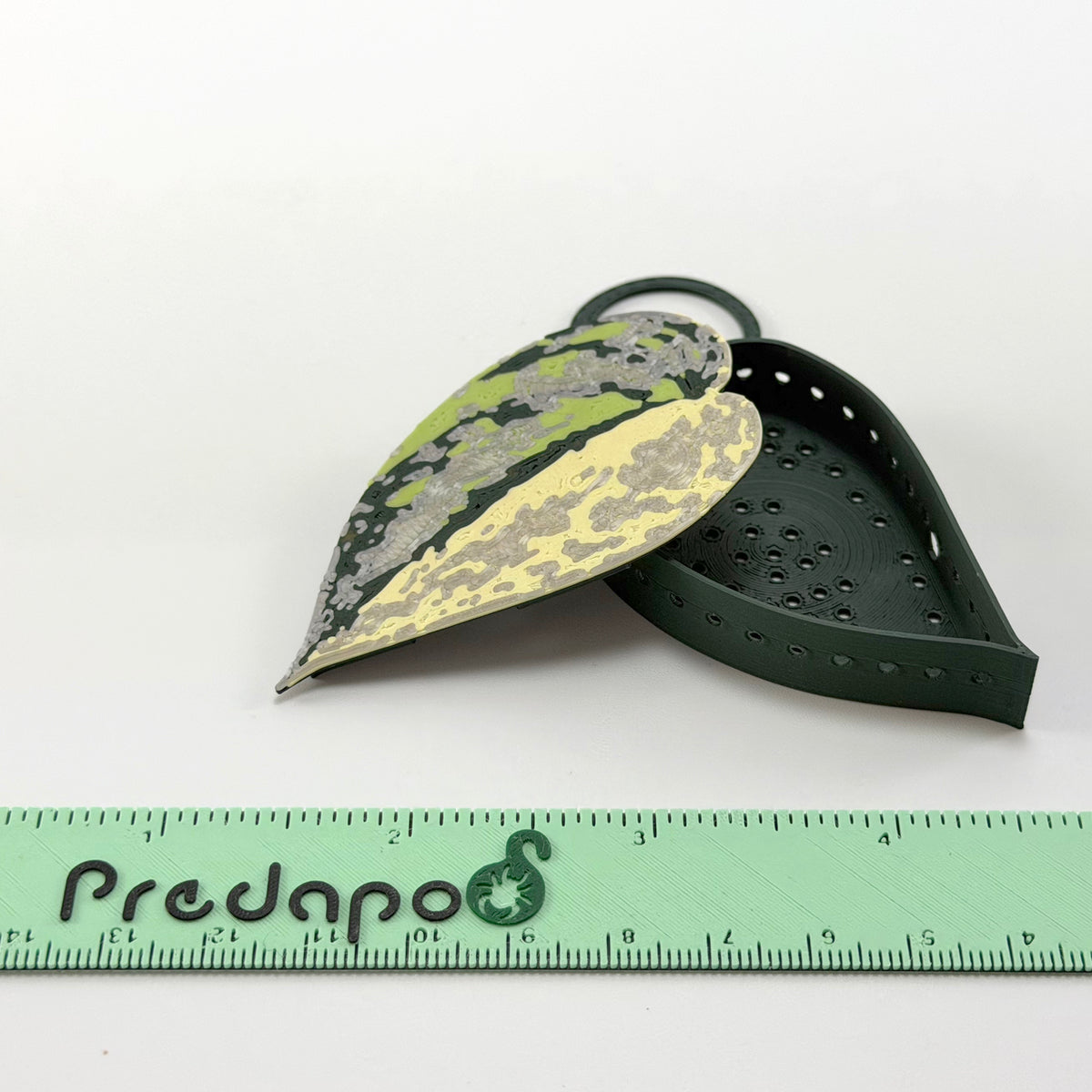 Scindapsus Sentarum Basic