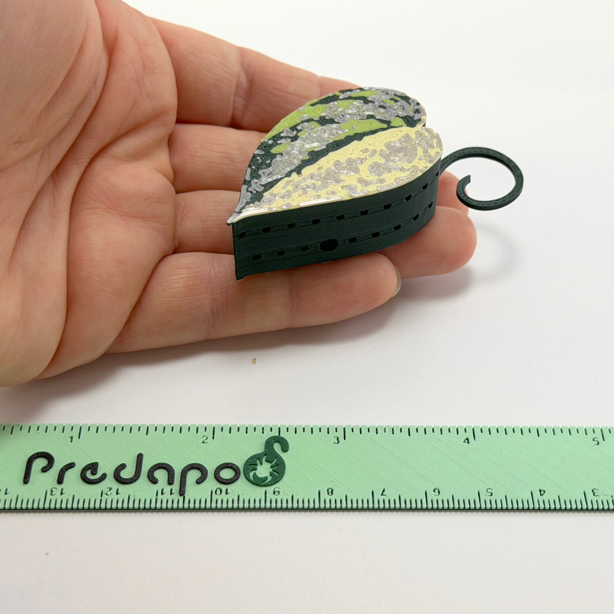 Scindapsus Sentarum Double Sided