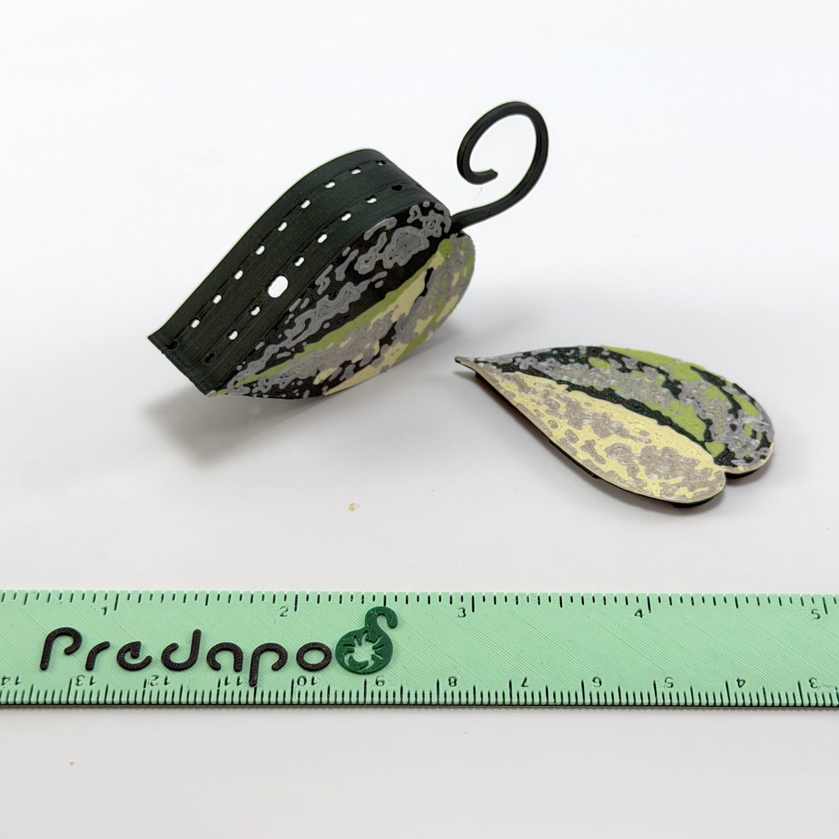 Scindapsus Sentarum Double Sided