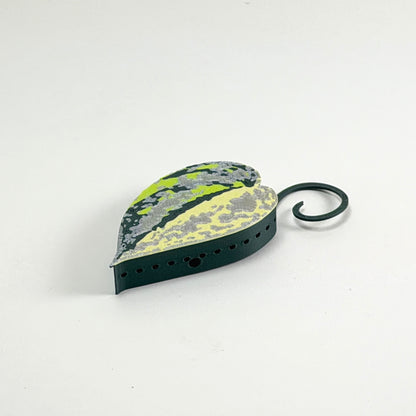 Scindapsus Sentarum Basic