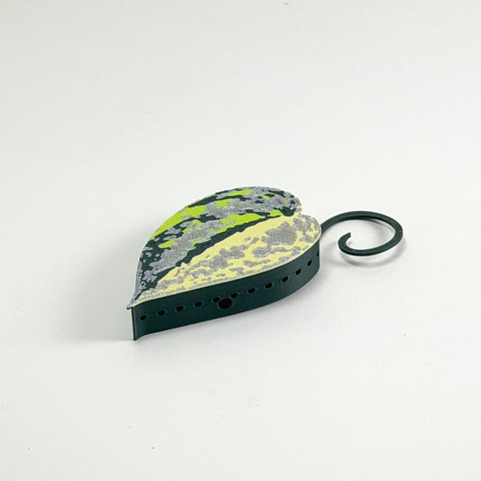 Scindapsus Sentarum Basic