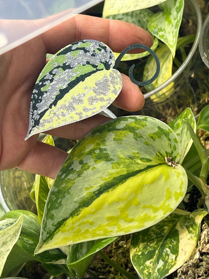 Scindapsus Sentarum Basic